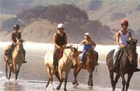 Image of horses being ridden along Pakiri Beach