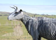 Wooden Cattle statue overlooks Northland farmland in Wellsford image
